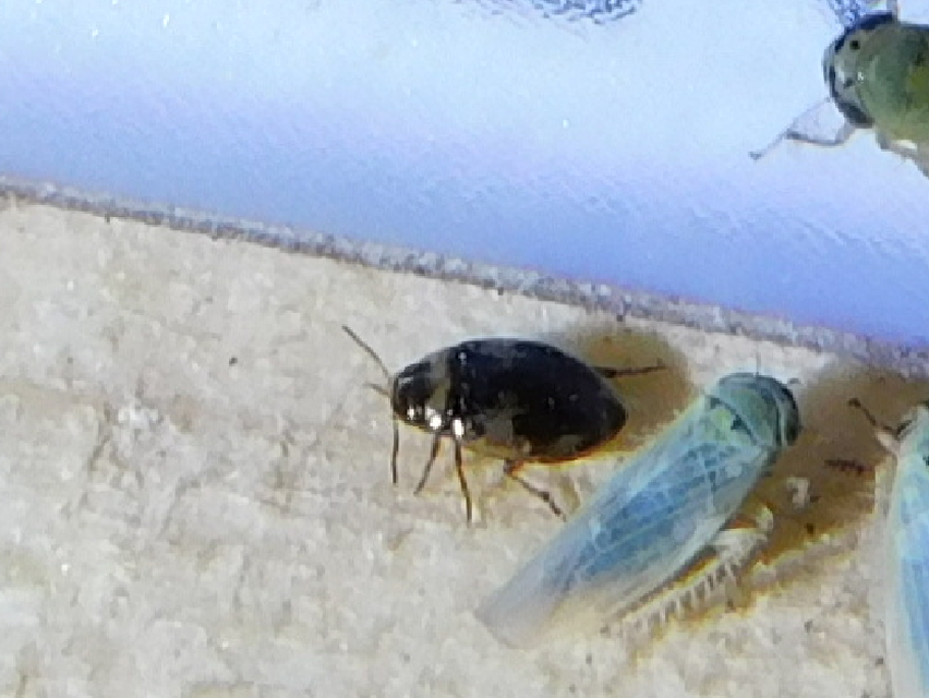 Hygrotus inaequalis - gyakori aprócsíkbogár