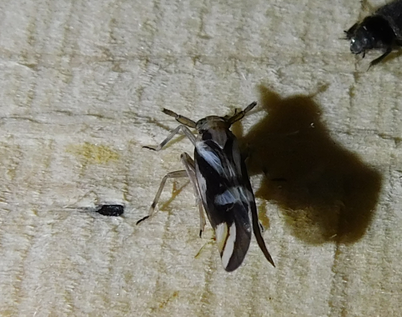Delphax crassicornis