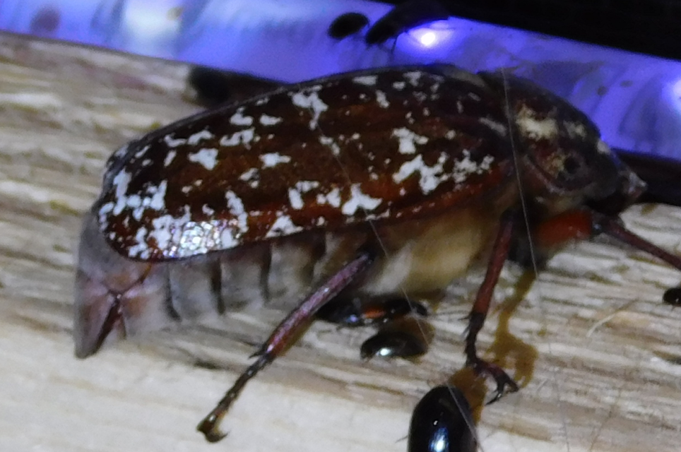 Polyphylla fullo - csapó cserebogár