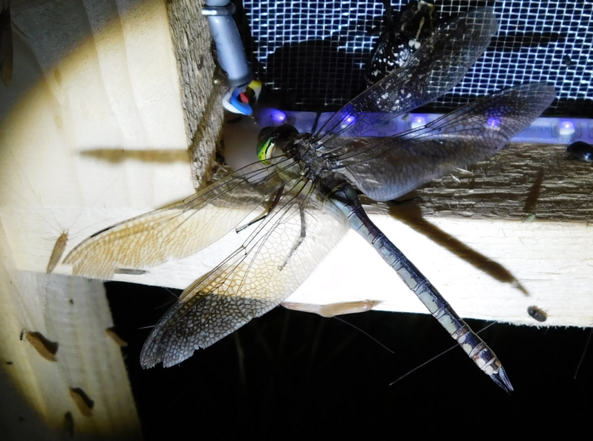 Anax parthenope - barna óriásacsa