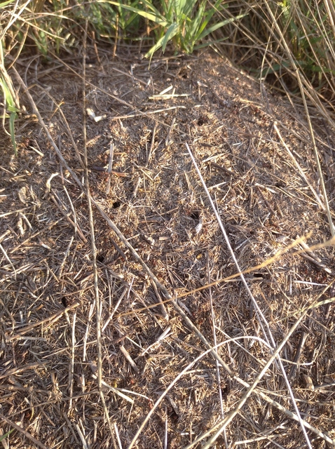 Formica pratensis - réti vöröshangya