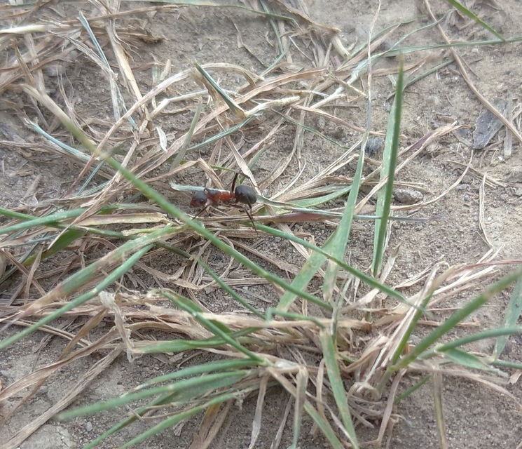 Formica pratensis - réti vöröshangya