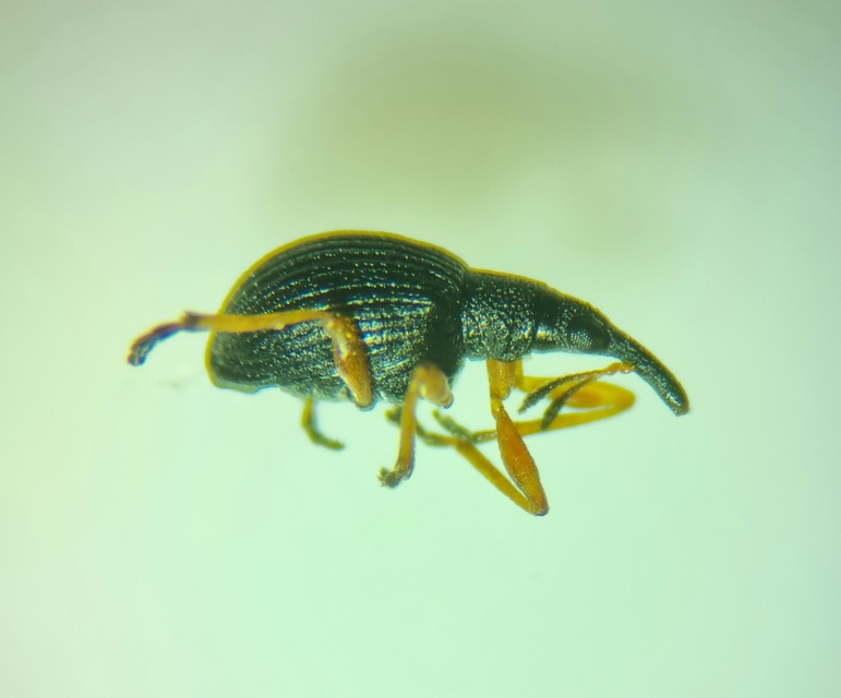 Protapion fulvipes - vadhere-cickányormányos Protapion fulvipes - vadhere-cickányormányos