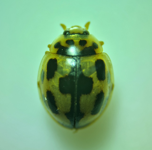 Propylea quatuordecimpunctata - tizennégypettyes füsskata