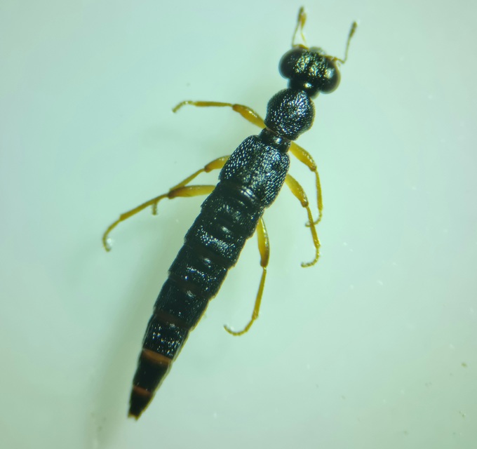 Stenus ochropus - fényes szemesholyva Stenus ochropus - fényes szemesholyva