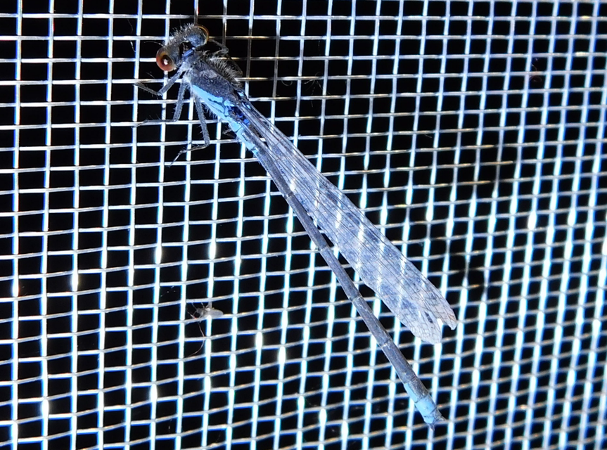 Erythromma viridulum - kis pirosszemű-légivadász