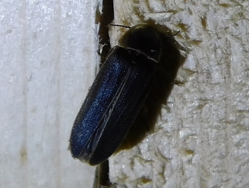 Lampyris noctiluca - nagy szentjánosbogár