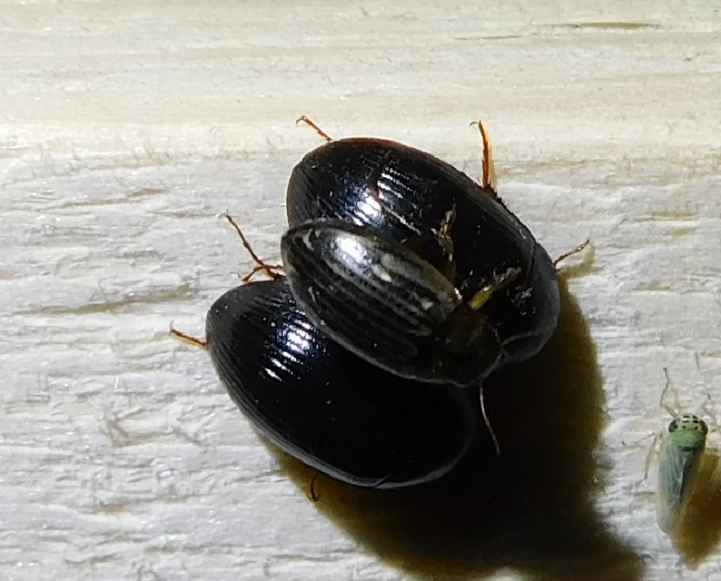 Hygrotus parallellogrammus - pettyesnyakú aprócsíkbogár
