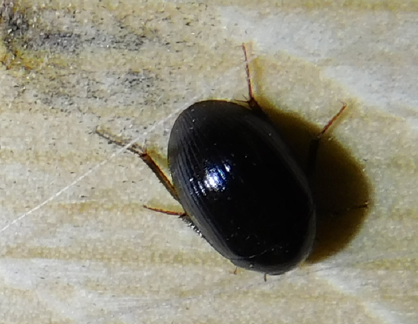 Hydrobius
