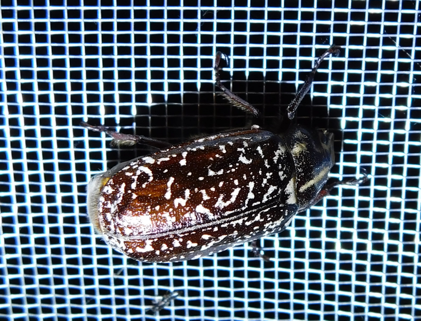 Polyphylla fullo - csapó cserebogár