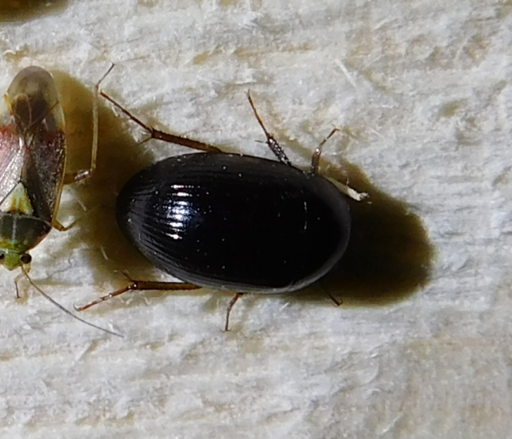 Hydrobius