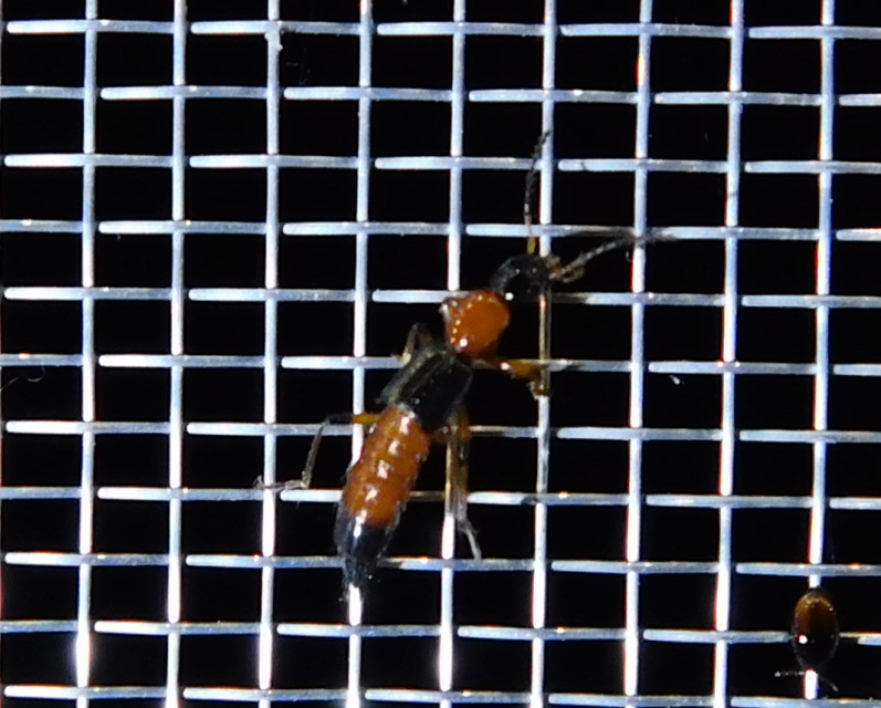 Paederus