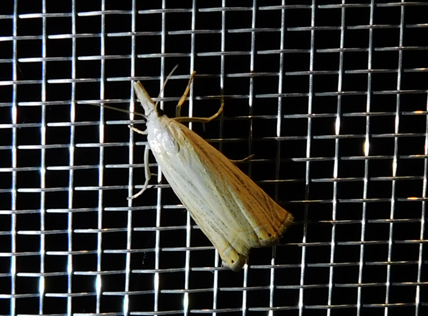 Chrysoteuchia culmella - kerti fűgyökérmoly