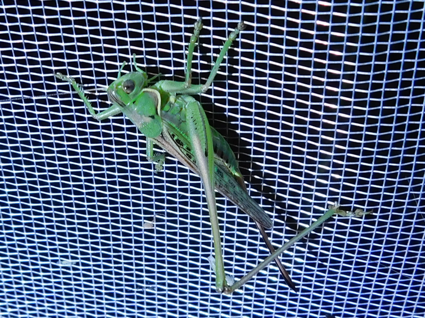 Gampsocleis glabra - tőrös szöcske