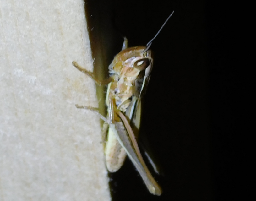 Euchorthippus declivus - rövidszárnyú rétisáska