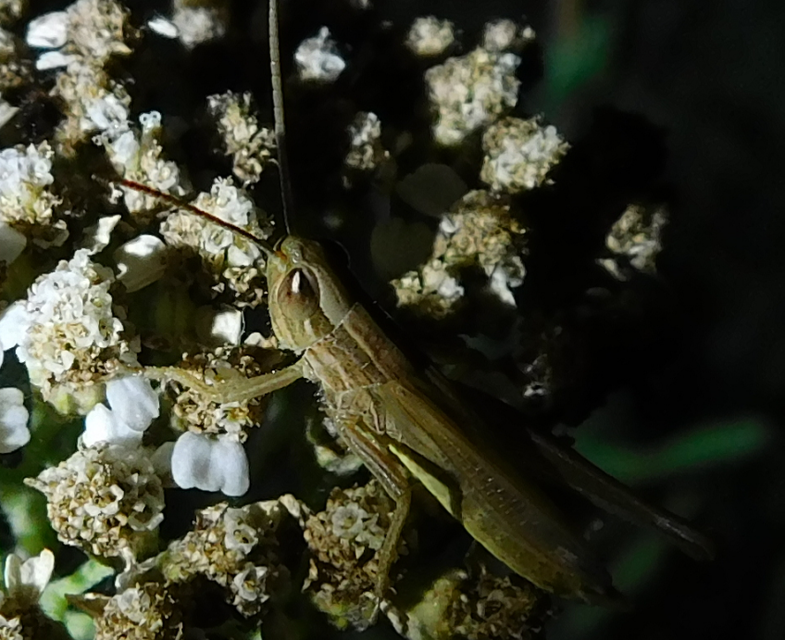 Euchorthippus declivus - rövidszárnyú rétisáska