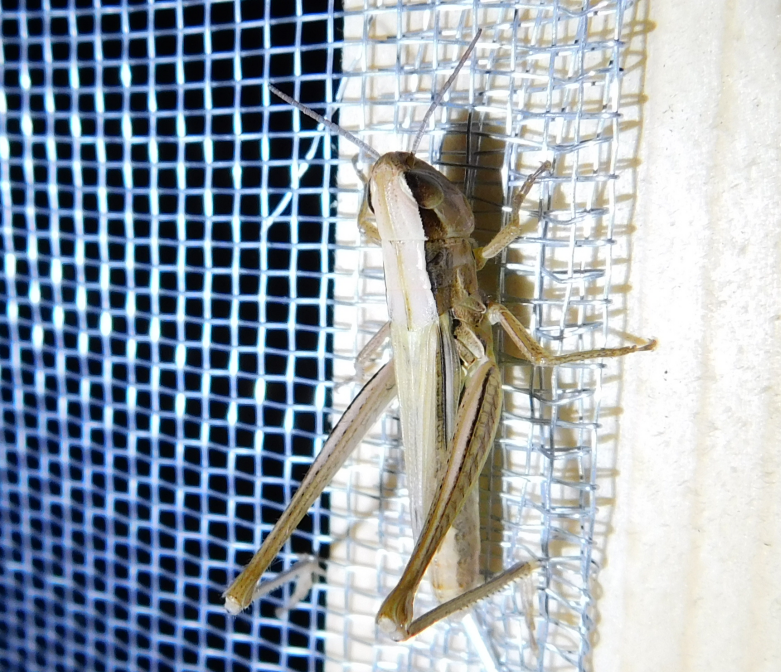 Euchorthippus declivus - rövidszárnyú rétisáska