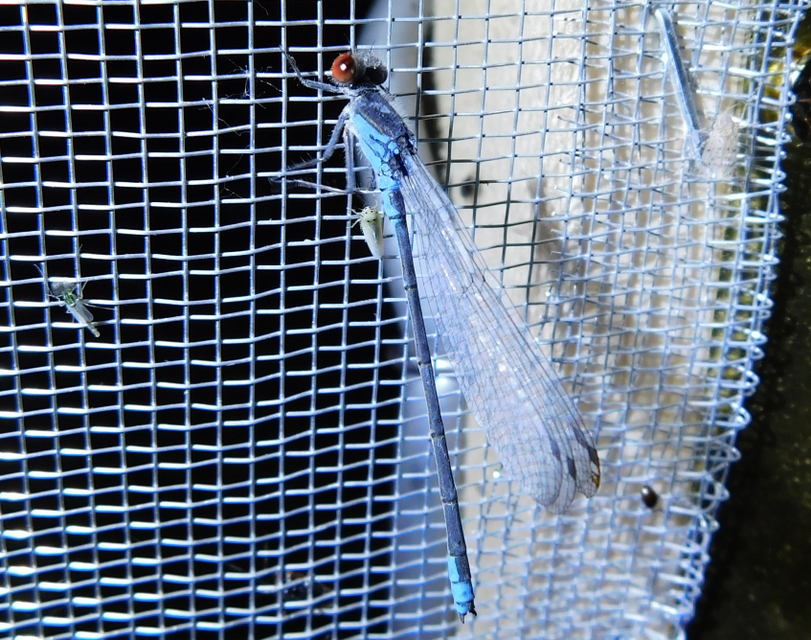 Erythromma viridulum - kis pirosszemű-légivadász