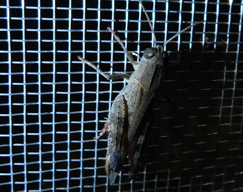 Calliptamus italicus - olaszsáska