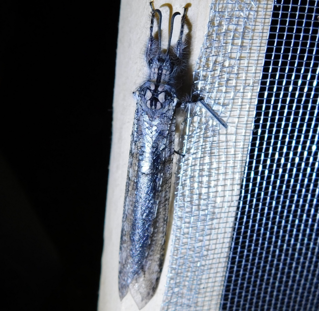 Acanthaclisis occitanica - pusztai hangyaleső