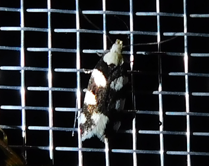 Pseudotelphusa tessella - sóskafamoly