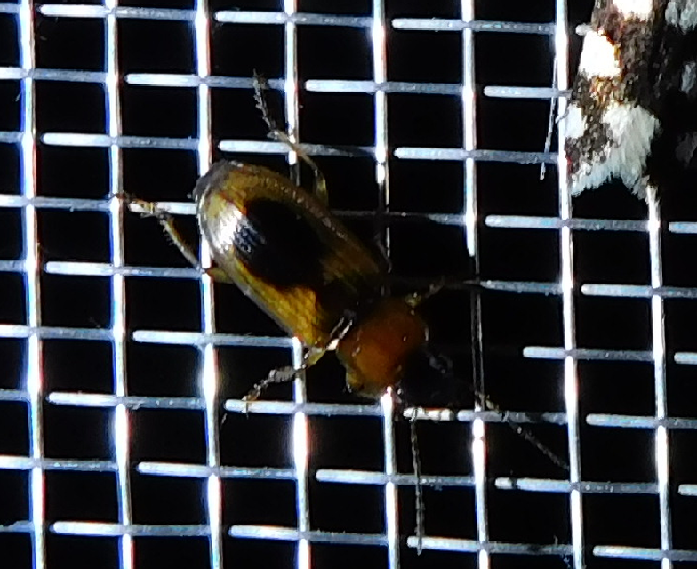 Stenolophus discophorus - kisfoltos turzásfutó