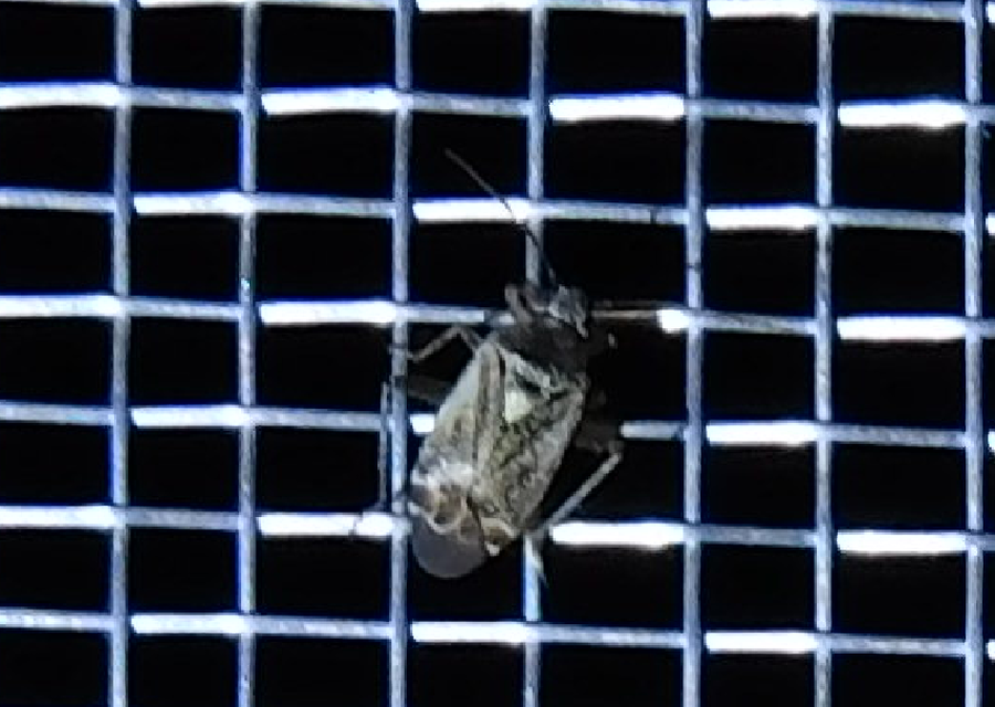 Polymerus Polymerus