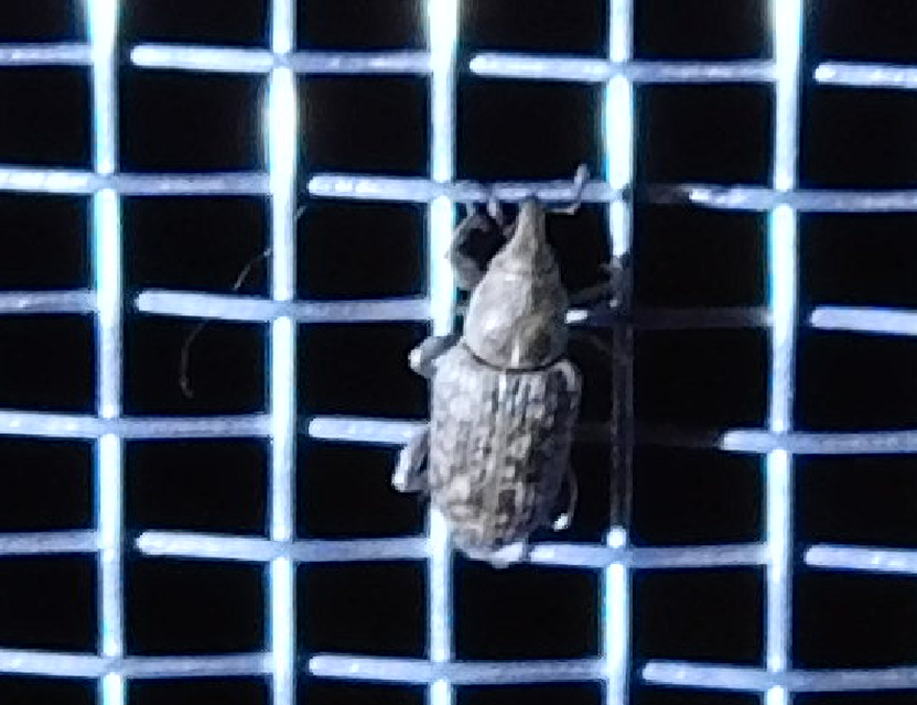 Bagous argillaceus - lakkfényű víziormányos Bagous argillaceus - lakkfényű víziormányos
