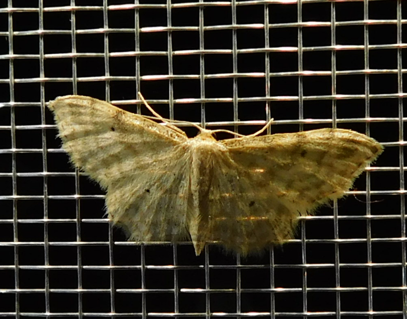 Idaea fuscovenosa - szürkeszélű apróaraszoló