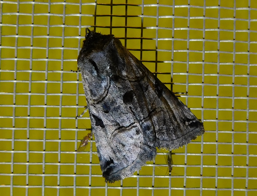 Abrostola tripartita - szürkeövű csalánbagoly
