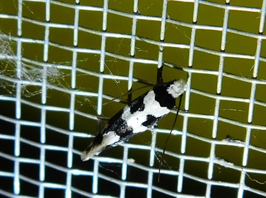 Neurothaumasia ankerella - magyarmoly