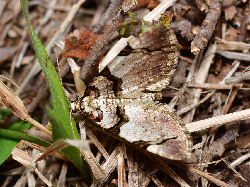 Anticlea derivata - vadrózsa-tarkaaraszoló