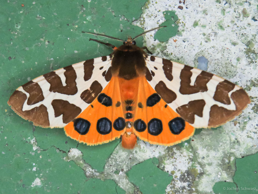 Arctia caja - közönséges medvelepke