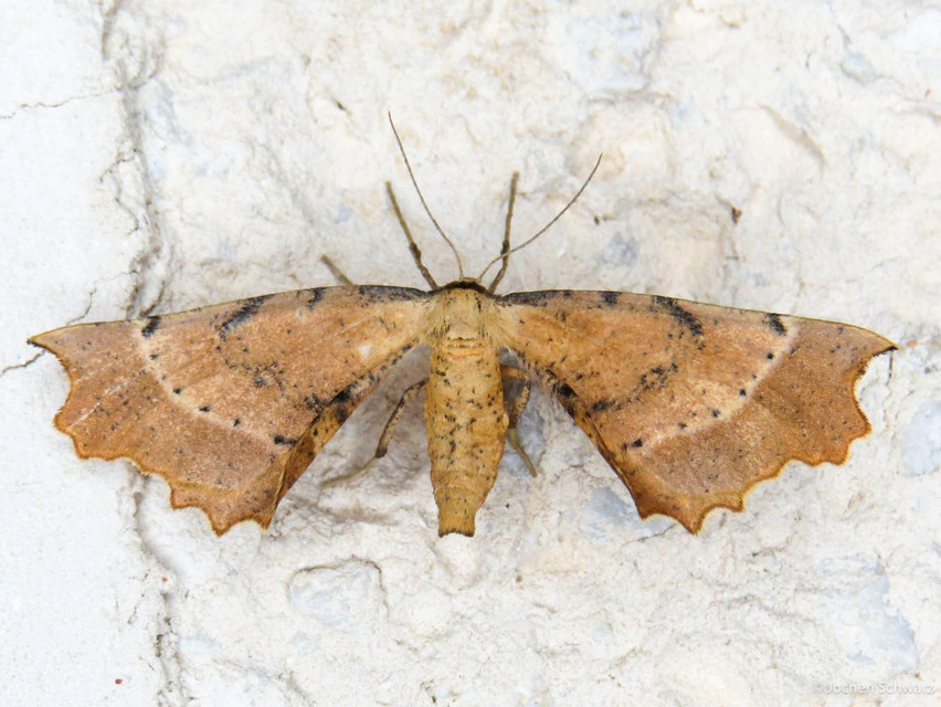 Artiora evonymaria - kecskerágó-araszoló