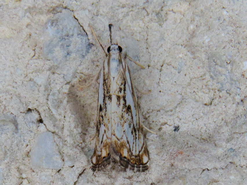 Catoptria falsella - hálós fűgyökérmoly