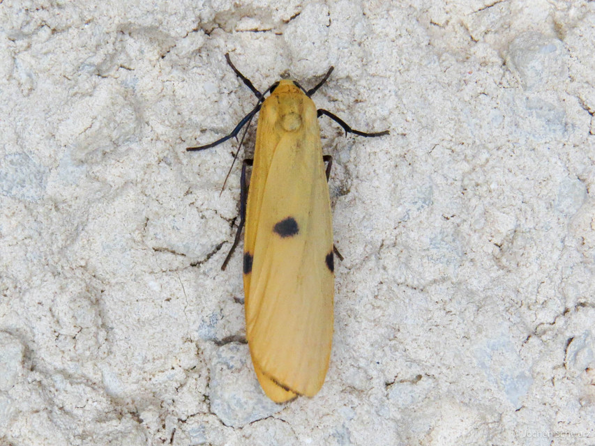 Lithosia quadra - négypettyes zuzmószövő