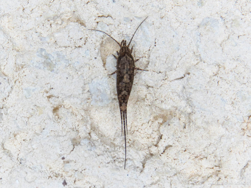 Archaeognatha - Ugróősrovarok
