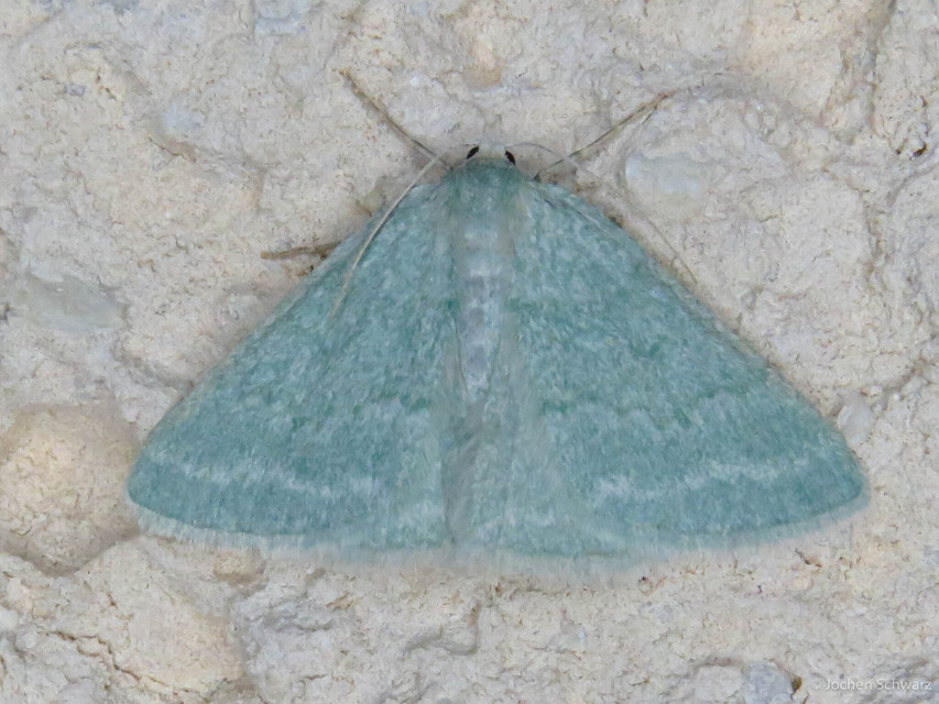 Pseudoterpna pruinata - hamvas zöldaraszoló