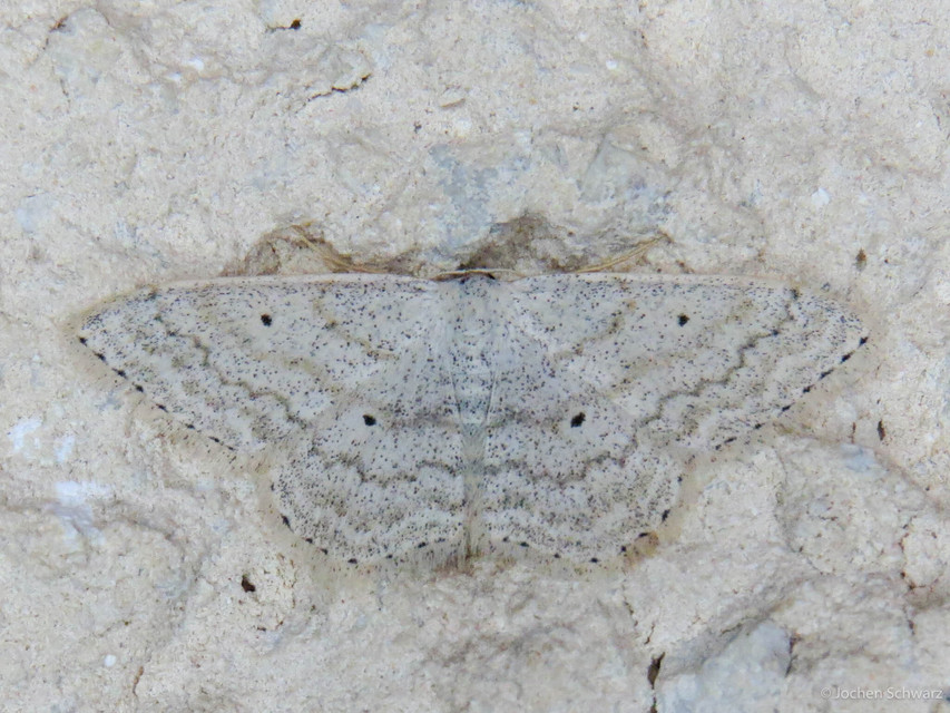Scopula incanata - hamvas sávosaraszoló