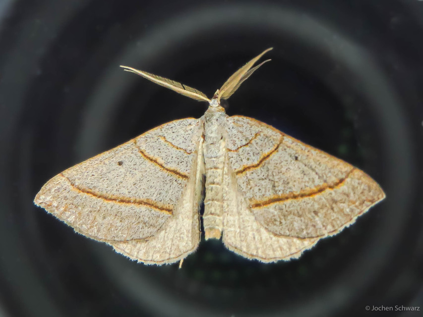 Scotopteryx luridata - háromcsíkos araszoló