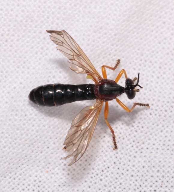 Dioctria