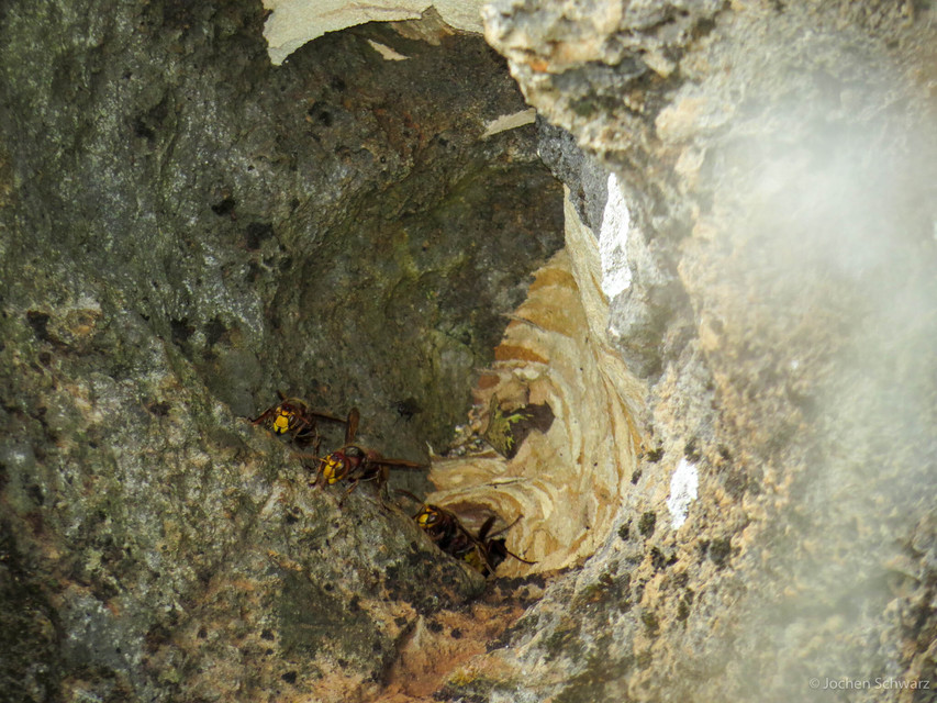Vespa crabro - lódarázs