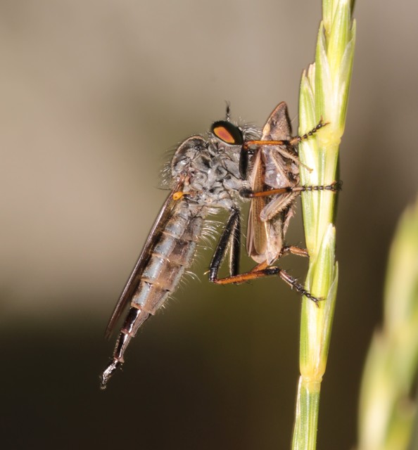 Neoitamus