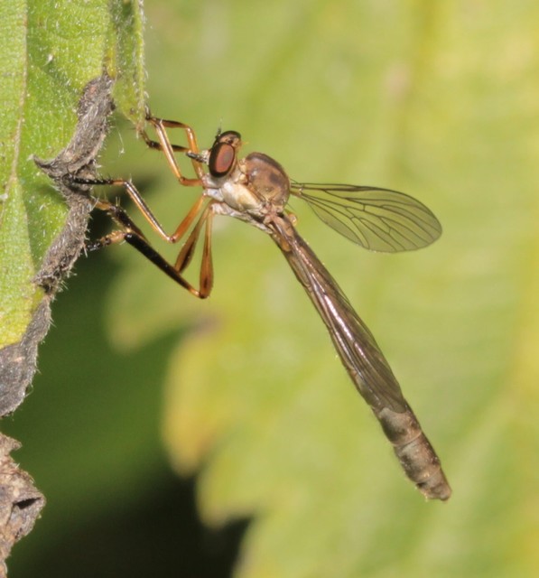 Leptogaster cylindrica