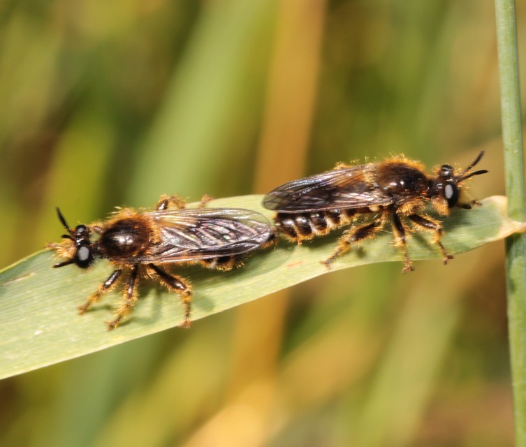Choerades fuliginosa - barnásszárnyú rablólégy