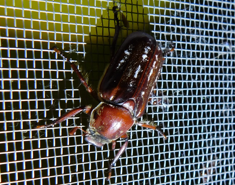 Anoxia orientalis - keleti cserebogár