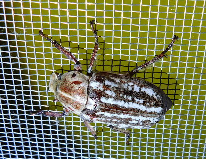 Anoxia orientalis - keleti cserebogár