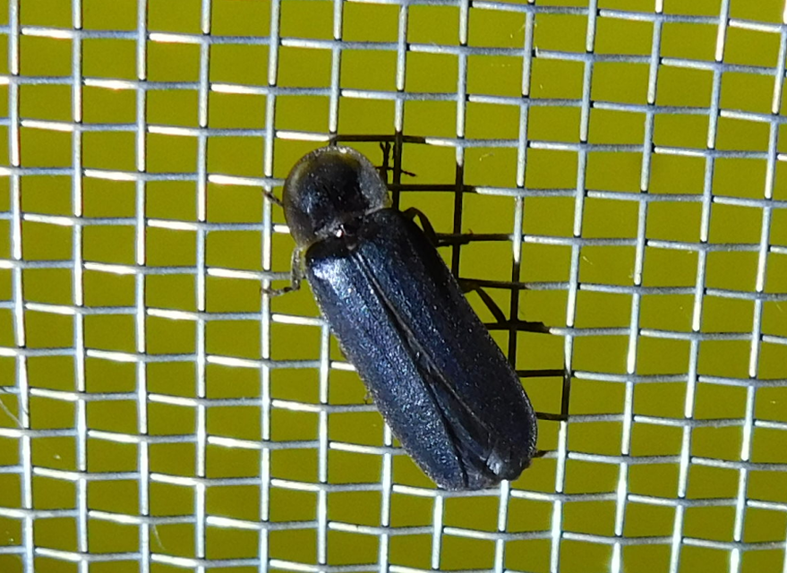 Lampyris noctiluca - nagy szentjánosbogár