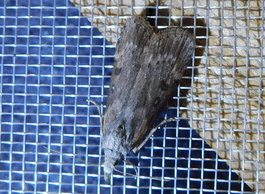 Lamoria