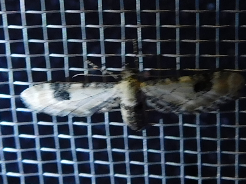 Eupithecia centaureata - búzavirág-törpearaszoló